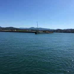 スズキ55㎝、アジ大漁