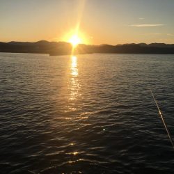 アジ24匹（~26㎝）、ボラ、ガシラ