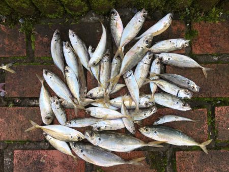 中型アジ4匹、コアジ35匹、メッキ、チャリ…