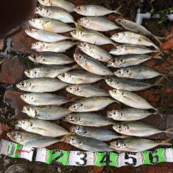 コアジ180匹、中型アジ35匹、コノシロ3匹、ボラ1匹