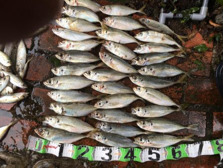 コアジ180匹、中型アジ35匹、コノシロ3匹、ボラ1匹