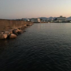 中型アジ13匹（最大27㎝）、コアジ26匹、ヘダイ26㎝1匹