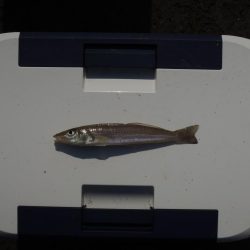 暑さの中の秋キス釣り