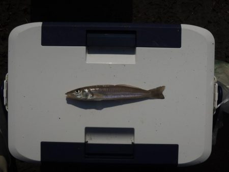 暑さの中の秋キス釣り