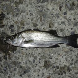エビ撒きの5目釣り 最後に本命