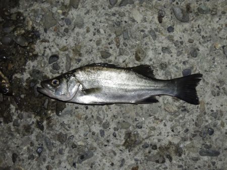 エビ撒きの5目釣り 最後に本命