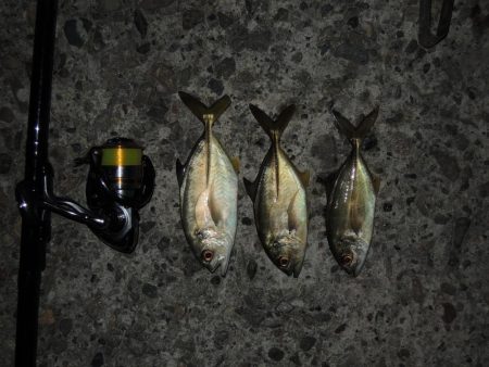 秋のエビ撒き釣り　ハネの気配は無し