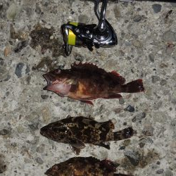 エビ撒き釣り 結局は5目釣りに