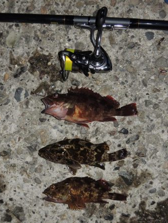 エビ撒き釣り 結局は5目釣りに