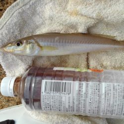 今年はいいサイズ