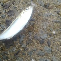 シーバス・ガシラのつもりが結局アジ