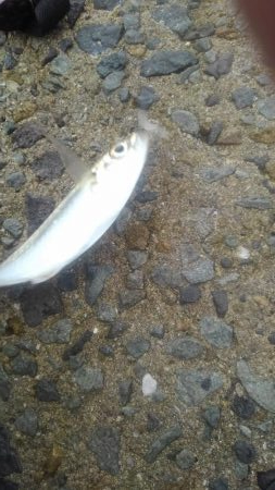 シーバス・ガシラのつもりが結局アジ