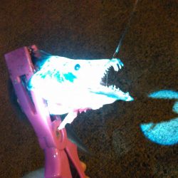 アジング、タチウオ