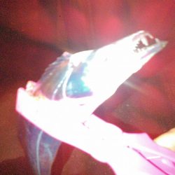 タチウオテンヤ