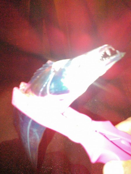 タチウオテンヤ