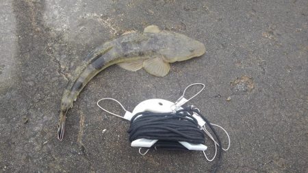 久しぶりのエギング