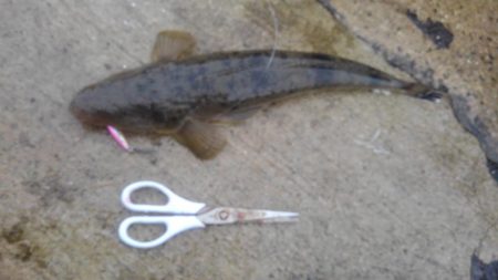 でかっ(。・ω・。)