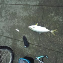 お久しぶりです！ハマチさん