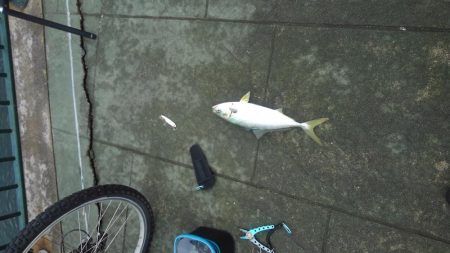 お久しぶりです！ハマチさん