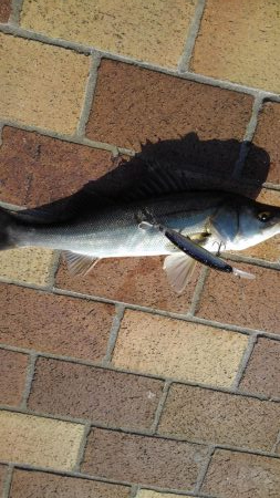 イワシ大量ですが・・・。