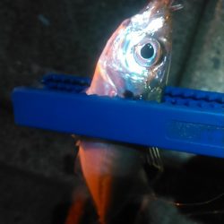 浜名湖　アジング