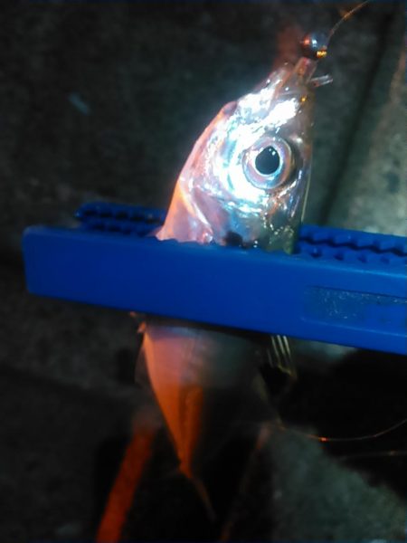 浜名湖　アジング