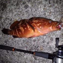 ロックフィッシュ