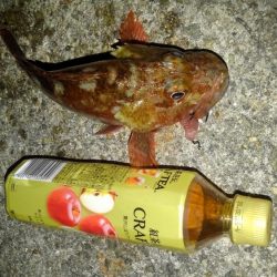 ロックフィッシュ