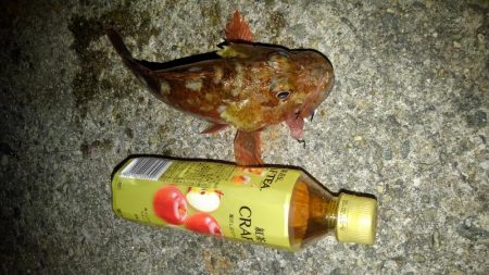 ロックフィッシュ