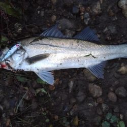 リバーシーバス