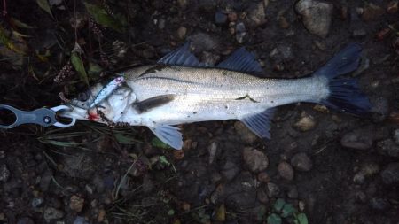 リバーシーバス