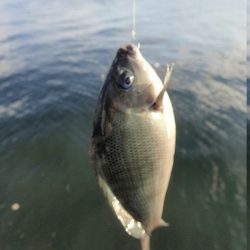 今日はいろいろ釣れた。