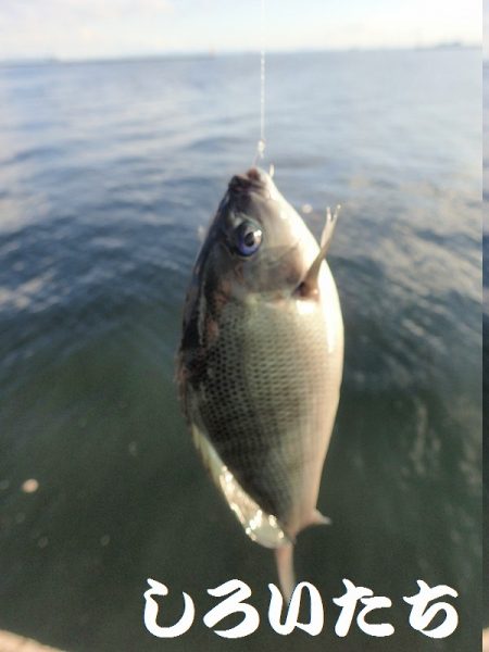 今日はいろいろ釣れた。