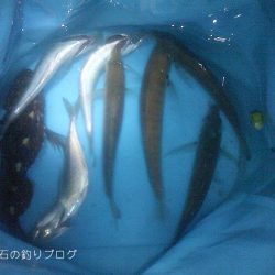 今季初!泳がせでアオリイカゲット!