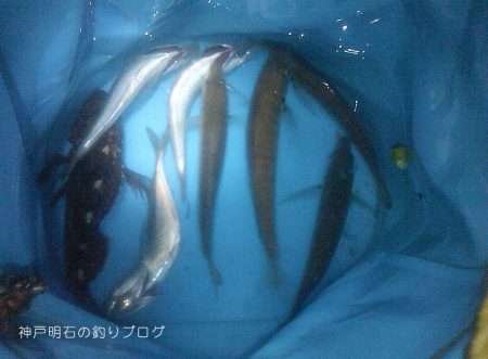 今季初!泳がせでアオリイカゲット!