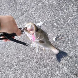 シーバス 夕方にゲット