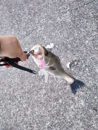 シーバス 夕方にゲット