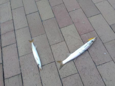 やっぱりかます。