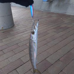 カマスカマスカマス