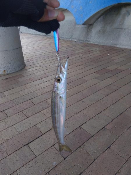 カマスカマスカマス