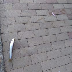 短時間でカマス