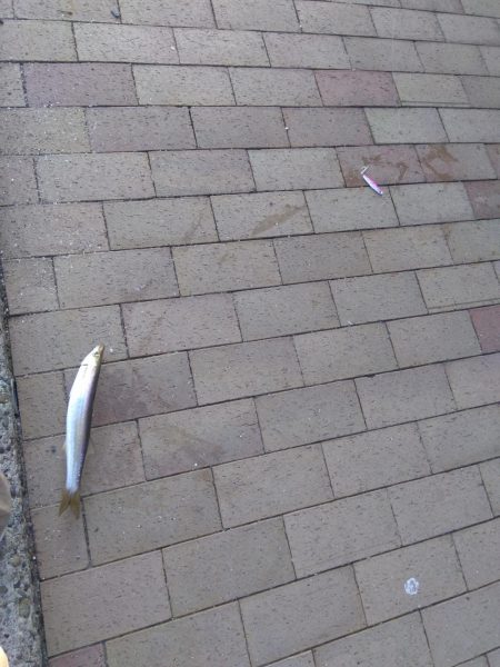 短時間でカマス