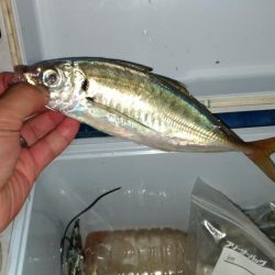 群れが変わったタチウオ。