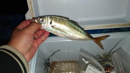 群れが変わったタチウオ。