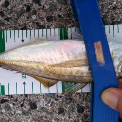 ジグサビキでハマチ!