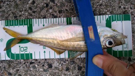 ジグサビキでハマチ!