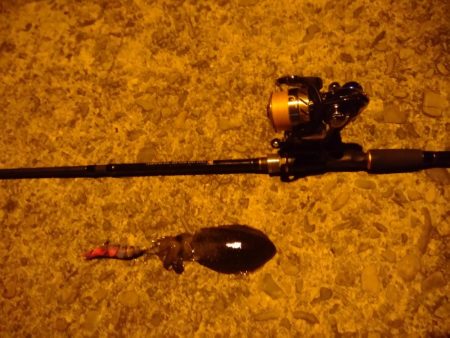 ヨルイカエギング