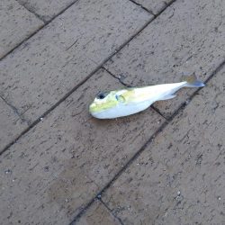 ライトショアジギング