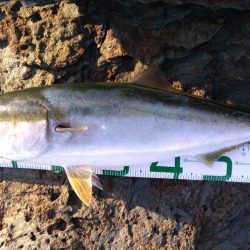 ハマチ75センチ