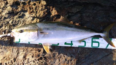 ハマチ75センチ